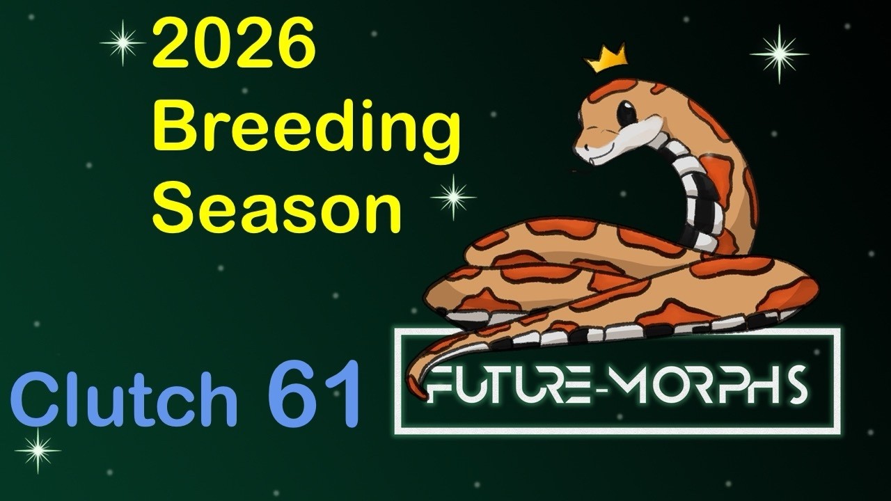 Clutch 61: No Lava for Josua 😭 | Future-Morphs