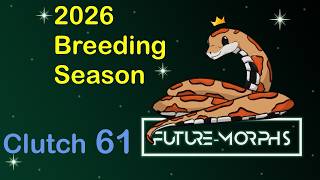 Details Clutch 61: No Lava for Josua 😭 | Future-Morphs Guide