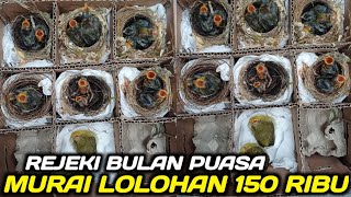 Download Lagu CEK HARGA BURUNG LOLOHAN TERKINI DIKIOS PASAR BURUNG PRAMUKA HARI INI MP3