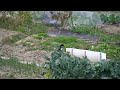 カササギが畑にいた。そして飛んだ。