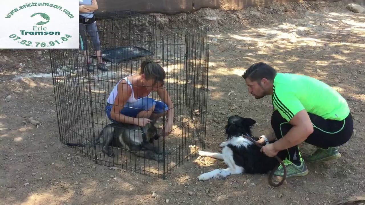 COMMENT SOCIALISER LES CHIENS/ERIC TRAMSON/DRESSEUR/ - YouTube