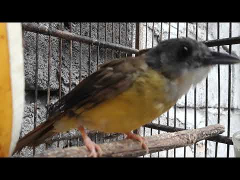 MASTERAN KAPAS KUNYIT GACOR MIRIP CUCAK JENGGOT JAWA