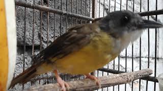 MASTERAN KAPAS KUNYIT GACOR MIRIP CUCAK JENGGOT JAWA