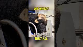 #搞笑动物 #FunnyAnimals#动物搞笑配音 #FunnyAnimalDubbing#动物迷因 #AnimalMemes