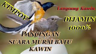 1000% PANCINGAN SUARA MURAI BATU DIJAMIN MURAI BATU LANGSUNG KAWIN #masterburung