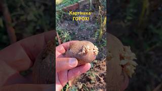 Картошка - горох в Крыму. #Крым сегодня #картошка #горох #вкрыму #крымсезон2023 #крым2023