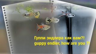 Гуппи эндлера как вам?! Guppy Endler, how are you ?!