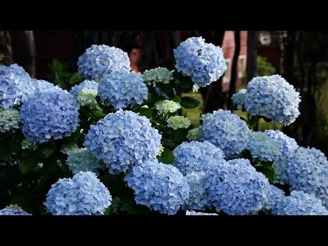 Video: Hur Man Gör En Blå Hortensia? Vad Ska Jag Göra För Att ändra Färgen Till Blå? Hur Vattnar Man Hortensia? Vi Använder Folkmedicin