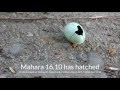 Mahara 16.10 has hatched