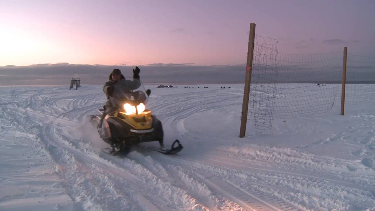 The Reindeer Herders of Nunivak Island