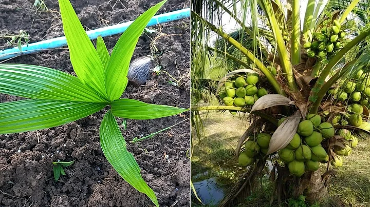 How to grow coconuts to grow fast - Amazing New Agriculture Technology / Amazing factory coconut