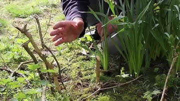 GAP AND HURDLE RABBIT SNARING