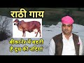 राठी गोमाता राजस्थान की शान  Complete detail about Rathi cow. 👍