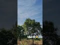 மயில் 🦚 (peacock ) #மயில் #peacock #views #nature #shortvideo #shorts #love #animals #birds #family