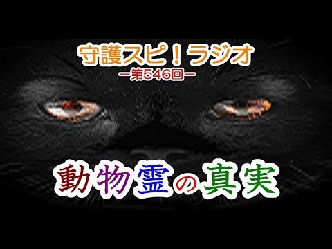 【守護スピ！ラジオ】動物霊の真実！？よくある誤解と霊界での在り方