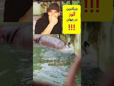به اسب های آبی نزدیک نشوید!!! #حقایق_جالب #دانستنی #حیوانات #فکت #knowledge #facts #animals