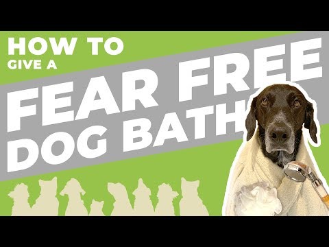 فيديو: كيفية بناء كلب الاستحمام