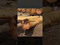 Building a Tiny Grass-Roof Wooden House to Live in the Forest / Camping / Survival / DIY Wood/ Decor