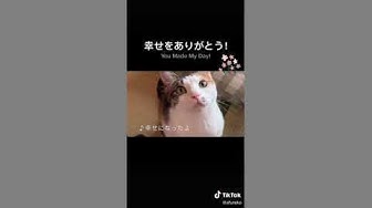 猫の歌 Youtube