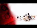 Коти від нудьги затопили київську багатоповерхівку