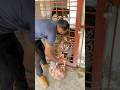 Feeding Majestic Tiger Animallover Wildlion Liontiger Tigerlion Wildcats Animals Tiger 