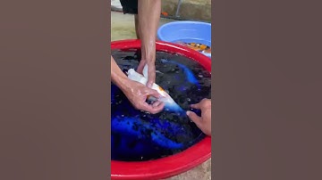 cách chị nắm bệnh cho cá Koi đơn giản và hiệu quả .