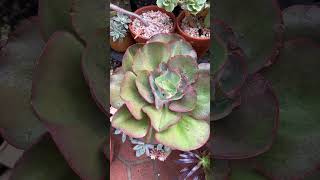 💥BIG RED SUCCULENT💥#lovely #excellent #succulent #shorts #helenlifeinaustralia