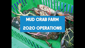 Mud Crab Vertical Farming Operations, Maintenance and Productivity Hacks