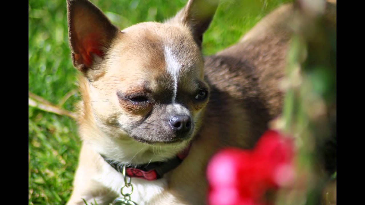 Chihuahua des Chichis Of Beverly - YouTube
