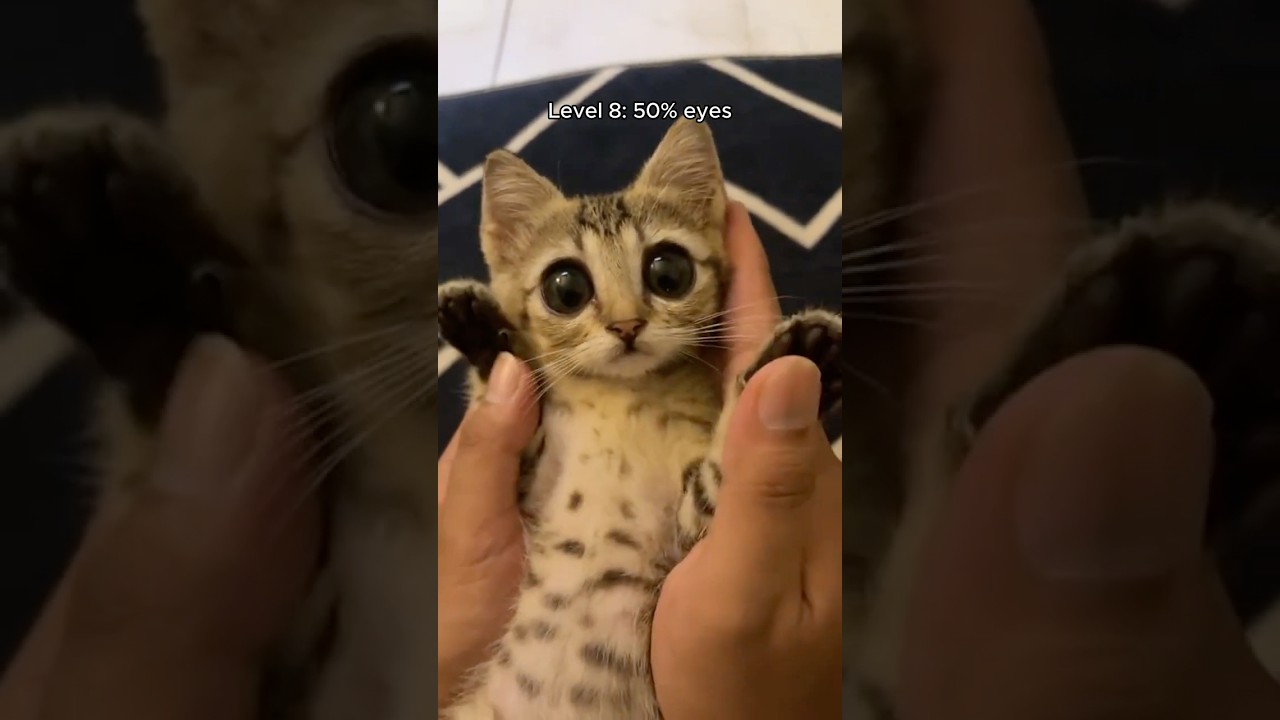cats eyes getting bigger ?