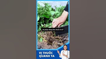 Cây Ngưu Tất có tác dụng gì  ? #health #chămsócsứckhoẻ #sốngkhỏe