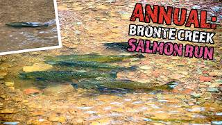 Did You Know There is a Salmon Run in Bronte Creek Every Fall?