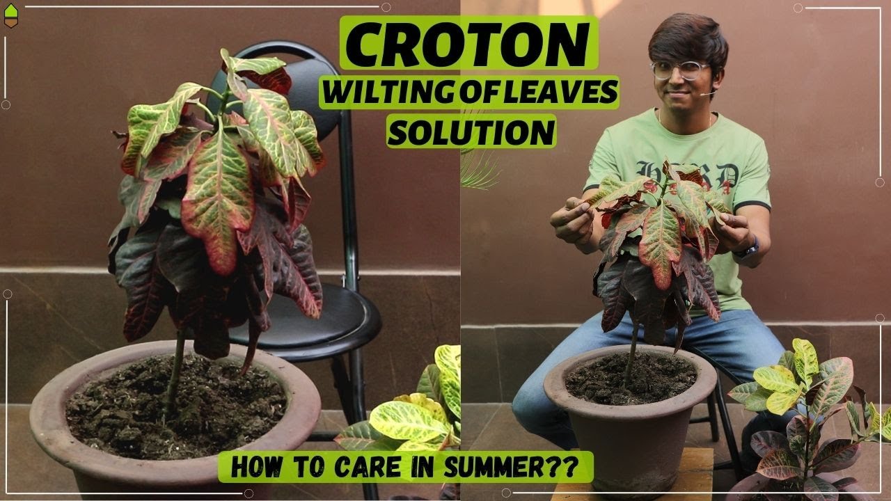 CROTON Summer Care Wilting of Leaves Dos and Don't Solution YouTube