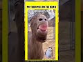 FUNNY ANIMAL MOMENTS | Funny animal shorts #shorts #funnyshorts #funnyvideo