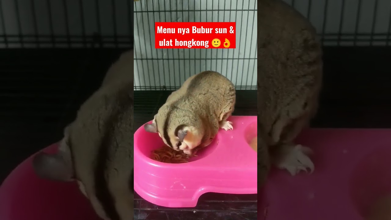 sedikit tips menu makan sugar glider biar bulet & gemoy 🙂👌 