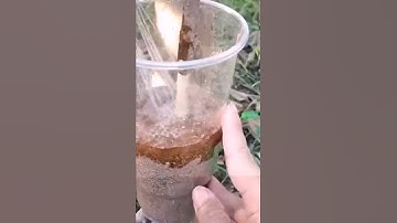 Phương pháp chiết cành#caycanh #shorts