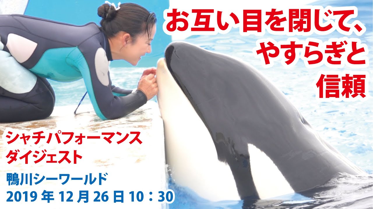 お互い目を閉じて やすらぎと信頼 19年12月26日10 30 鴨川シーワールド シャチパフォーマンス ダイジェスト Youtube