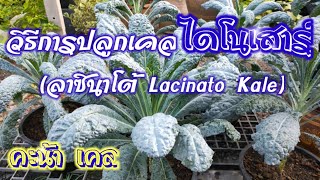 วิธีปลูกผักคะน้าเคลไดโนเสาร์ [ลาซินาโต้เคล Lacinato Kale]