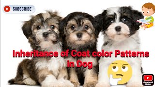 Genetic enigma solved: inheritance of coat color patterns in dogs