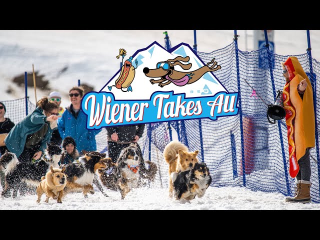 First Annual Wiener Takes All Dog Race at RED