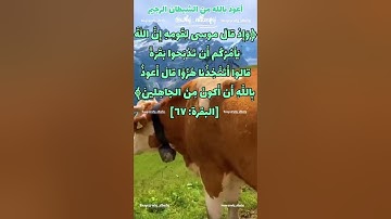 حفظ سورة البقرة آية 67/68