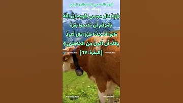 حفظ سورة البقرة آية 67/68