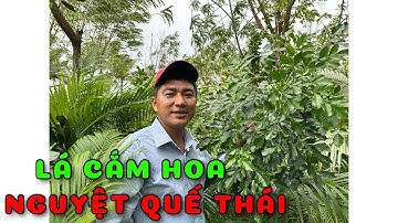 Nguyệt quế Thái lá cắm hoa | 0386569374 - Ngọc Ngân Bến Tre | Chuyên cây độc lạ