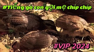 File Gà Rừng Con Gọi Mẹ Siêu Nhạy, VIP Nhất 2024- ATV CHANNEL