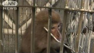 あの「かみつきザル」ついに捕獲　被害100人超す（10/10/10）
