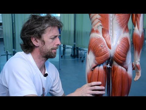 Video: Gluteus Maximus Muskuļu Funkcija, Izcelsme Un Anatomija - Ķermeņa Kartes