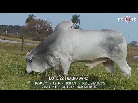 LOTE 22