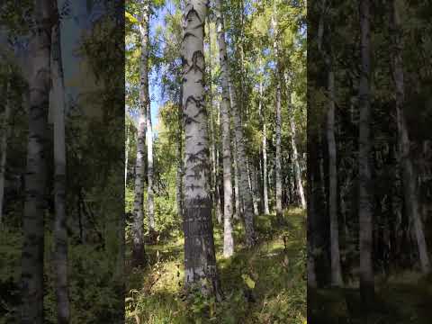 Березовая роща