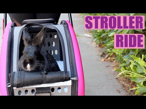 bunny in stroller