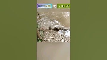 Electric EEL vs. Alligator